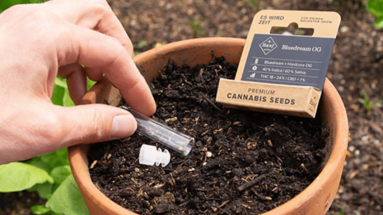 Cannabissamen kaufen